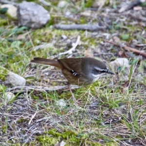 Sericornis frontalis at Bournda, NSW - 24 Jul 2019