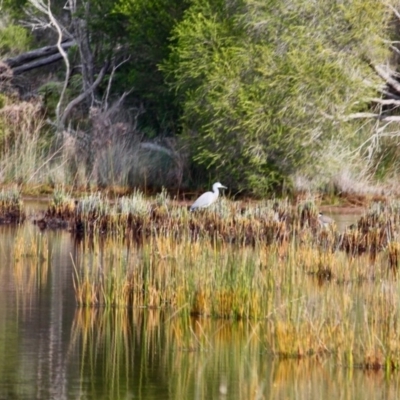 Egretta novaehollandiae (White-faced Heron) at Bournda, NSW - 26 Jul 2019 by RossMannell