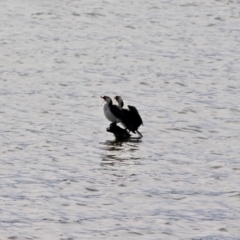 Microcarbo melanoleucos (Little Pied Cormorant) at Bournda Environment Education Centre - 26 Jul 2019 by RossMannell