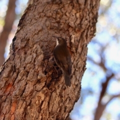 Cormobates leucophaea (White-throated Treecreeper) at Bournda National Park - 31 Jul 2019 by RossMannell