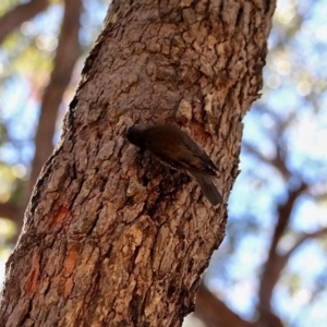 Cormobates leucophaea at Bournda, NSW - 31 Jul 2019 01:25 PM