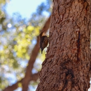 Cormobates leucophaea at Bournda, NSW - 31 Jul 2019 01:25 PM