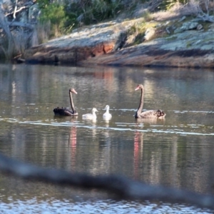 Cygnus atratus at Bournda, NSW - 14 Aug 2019