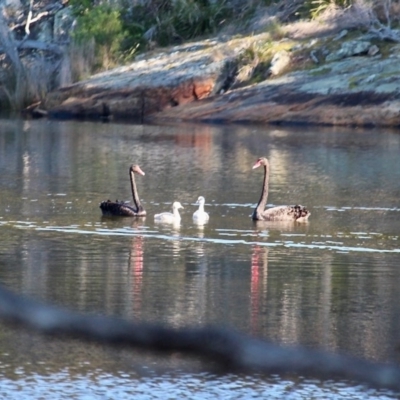 Cygnus atratus (Black Swan) at Bournda, NSW - 14 Aug 2019 by RossMannell