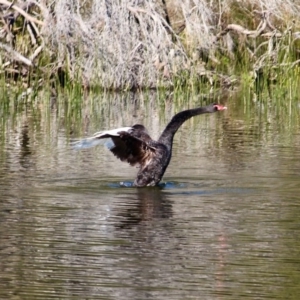 Cygnus atratus at Bournda, NSW - 14 Aug 2019