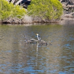 Microcarbo melanoleucos (Little Pied Cormorant) at Bournda, NSW - 14 Aug 2019 by RossMannell