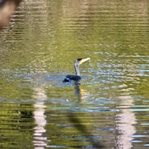 Phalacrocorax carbo at Bournda, NSW - 14 Aug 2019 10:15 AM