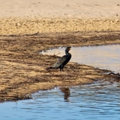 Phalacrocorax carbo at Bournda, NSW - 14 Aug 2019 10:15 AM