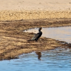 Phalacrocorax carbo at Bournda, NSW - 14 Aug 2019