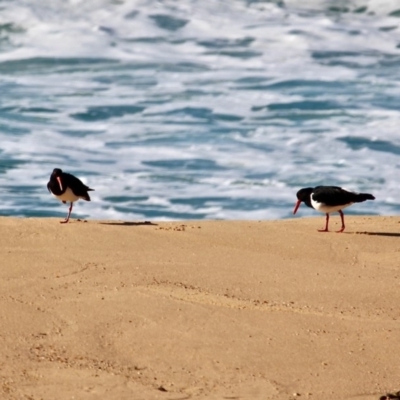 Haematopus longirostris (Australian Pied Oystercatcher) at Bournda, NSW - 14 Aug 2019 by RossMannell