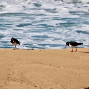 Haematopus longirostris at Bournda, NSW - 14 Aug 2019