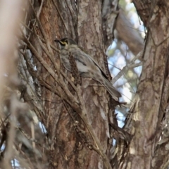 Caligavis chrysops (Yellow-faced Honeyeater) at Bournda National Park - 14 Aug 2019 by RossMannell