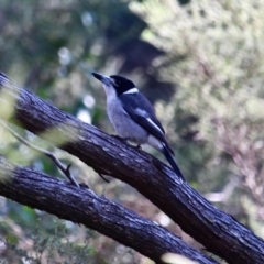 Cracticus torquatus (Grey Butcherbird) at Bournda, NSW - 14 Aug 2019 by RossMannell
