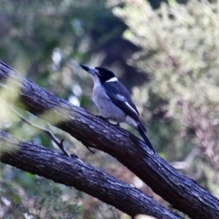 Cracticus torquatus at Bournda National Park - 14 Aug 2019 11:59 AM