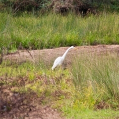 Ardea alba (Great Egret) at Bega, NSW - 17 Aug 2019 by RossMannell