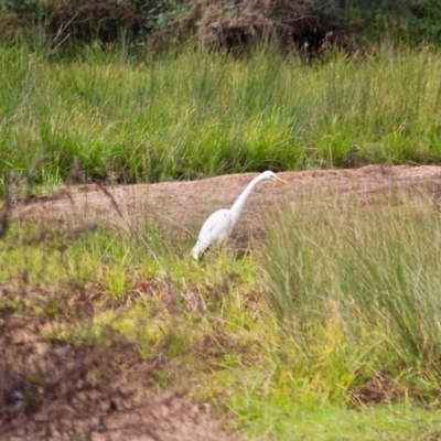 Ardea alba (Great Egret) at Bega, NSW - 17 Aug 2019 by RossMannell