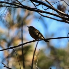 Pachycephala pectoralis (Golden Whistler) at Bournda National Park - 23 Aug 2019 by RossMannell