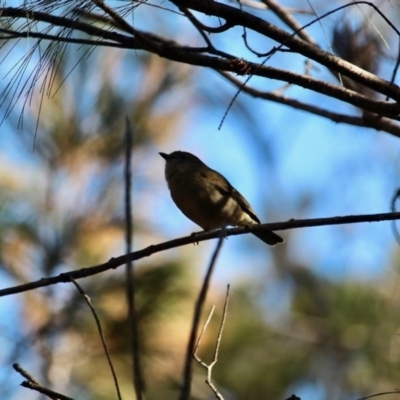 Pachycephala pectoralis (Golden Whistler) at Bournda, NSW - 23 Aug 2019 by RossMannell