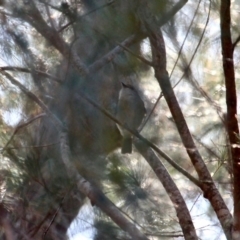 Pachycephala pectoralis at Bournda, NSW - 23 Aug 2019 01:55 PM