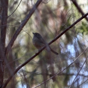 Pachycephala pectoralis at Bournda, NSW - 23 Aug 2019