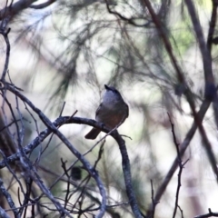 Pachycephala pectoralis at Bournda, NSW - 23 Aug 2019 01:55 PM