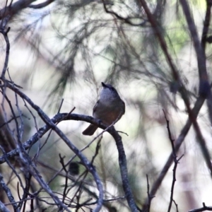 Pachycephala pectoralis at Bournda, NSW - 23 Aug 2019