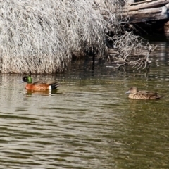 Anas castanea (Chestnut Teal) at Bournda National Park - 27 Aug 2019 by RossMannell