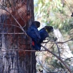 Calyptorhynchus lathami (Glossy Black-Cockatoo) at Bournda, NSW - 28 Aug 2019 by RossMannell