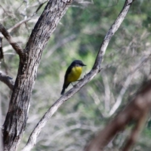 Eopsaltria australis at Bournda, NSW - 28 Aug 2019