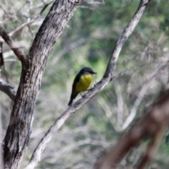 Eopsaltria australis (Eastern Yellow Robin) at Bournda National Park - 28 Aug 2019 by RossMannell