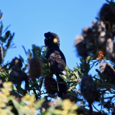 Zanda funerea (Yellow-tailed Black-Cockatoo) at Tura Beach, NSW - 28 Aug 2019 by RossMannell