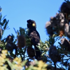 Calyptorhynchus funereus (Yellow-tailed Black-Cockatoo) at Tura Beach, NSW - 28 Aug 2019 by RossMannell