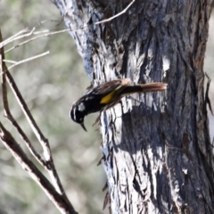 Phylidonyris novaehollandiae (New Holland Honeyeater) at Bournda, NSW - 31 Aug 2019 by RossMannell