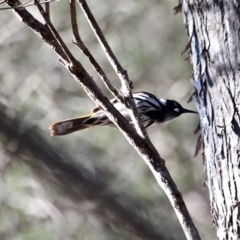 Phylidonyris novaehollandiae at Bournda, NSW - 31 Aug 2019