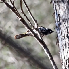Phylidonyris novaehollandiae at Bournda, NSW - 31 Aug 2019 03:21 PM