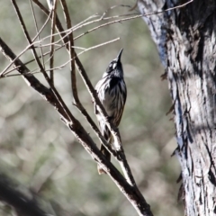 Phylidonyris novaehollandiae at Bournda, NSW - 31 Aug 2019