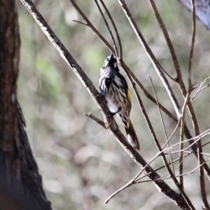 Phylidonyris novaehollandiae at Bournda, NSW - 31 Aug 2019