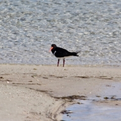 Haematopus longirostris (Australian Pied Oystercatcher) at Bournda Environment Education Centre - 2 Sep 2019 by RossMannell