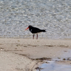 Haematopus longirostris at Wallagoot, NSW - 2 Sep 2019