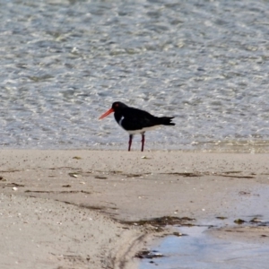 Haematopus longirostris at Wallagoot, NSW - 2 Sep 2019