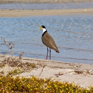 Vanellus miles at Wallagoot, NSW - 2 Sep 2019 12:19 PM