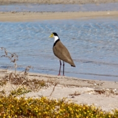 Vanellus miles (Masked Lapwing) at Bournda Environment Education Centre - 2 Sep 2019 by RossMannell