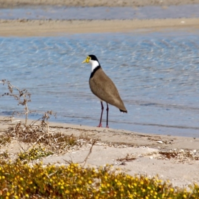 Vanellus miles (Masked Lapwing) at Wallagoot, NSW - 2 Sep 2019 by RossMannell
