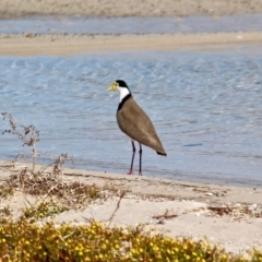 Vanellus miles at Wallagoot, NSW - 2 Sep 2019 12:19 PM