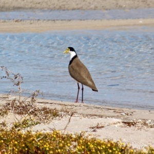 Vanellus miles at Wallagoot, NSW - 2 Sep 2019 12:19 PM