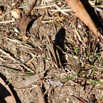 Caledia captiva (grasshopper) at Bournda Environment Education Centre - 14 Aug 2019 by RossMannell