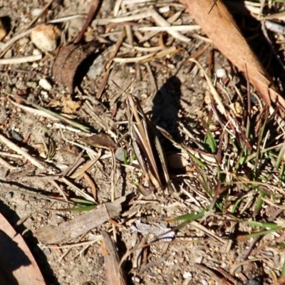 Caledia captiva (grasshopper) at Bournda, NSW - 14 Aug 2019 by RossMannell