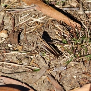 Caledia captiva at Bournda, NSW - 14 Aug 2019