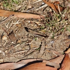 Caledia captiva at Bournda, NSW - 14 Aug 2019