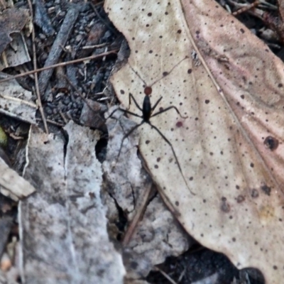 Leptomyrmex erythrocephalus (Spider ant) at Bournda National Park - 27 Aug 2019 by RossMannell